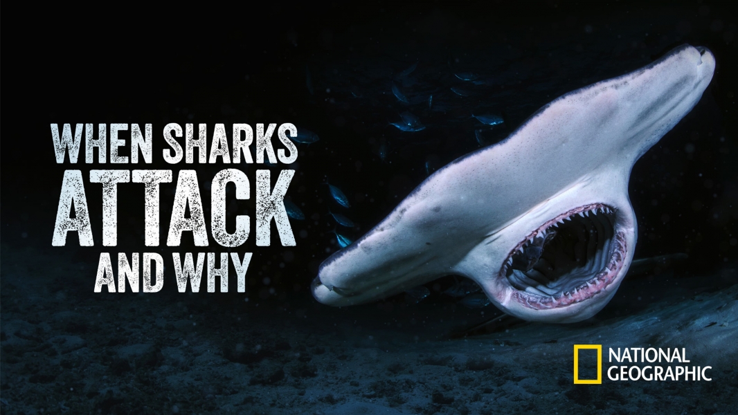 When Sharks Attack... and Why